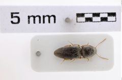 Foto (Dorsalansicht) von Heteroderes gallagheri (NHMW-ZOO-COL-0008021)